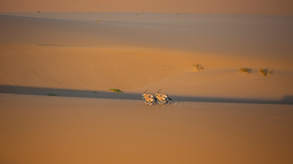 Gemsbuck in Namibia