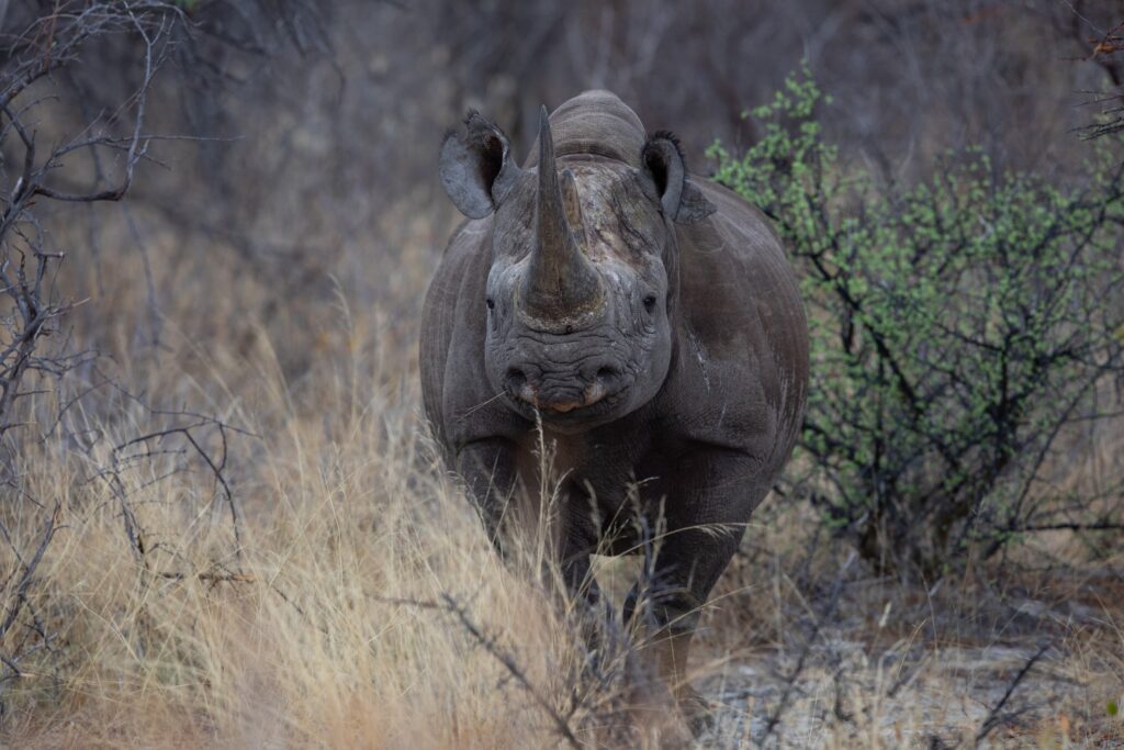 A guide to Ethical Wildlife Photography and Protection of Species