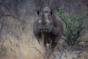 A guide to Ethical Wildlife Photography and Protection of Species