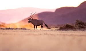 Gemsbuck in Namibia