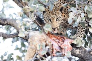 Okonjima A Captivating Photographic Destination for Wildlife Enthusiasts