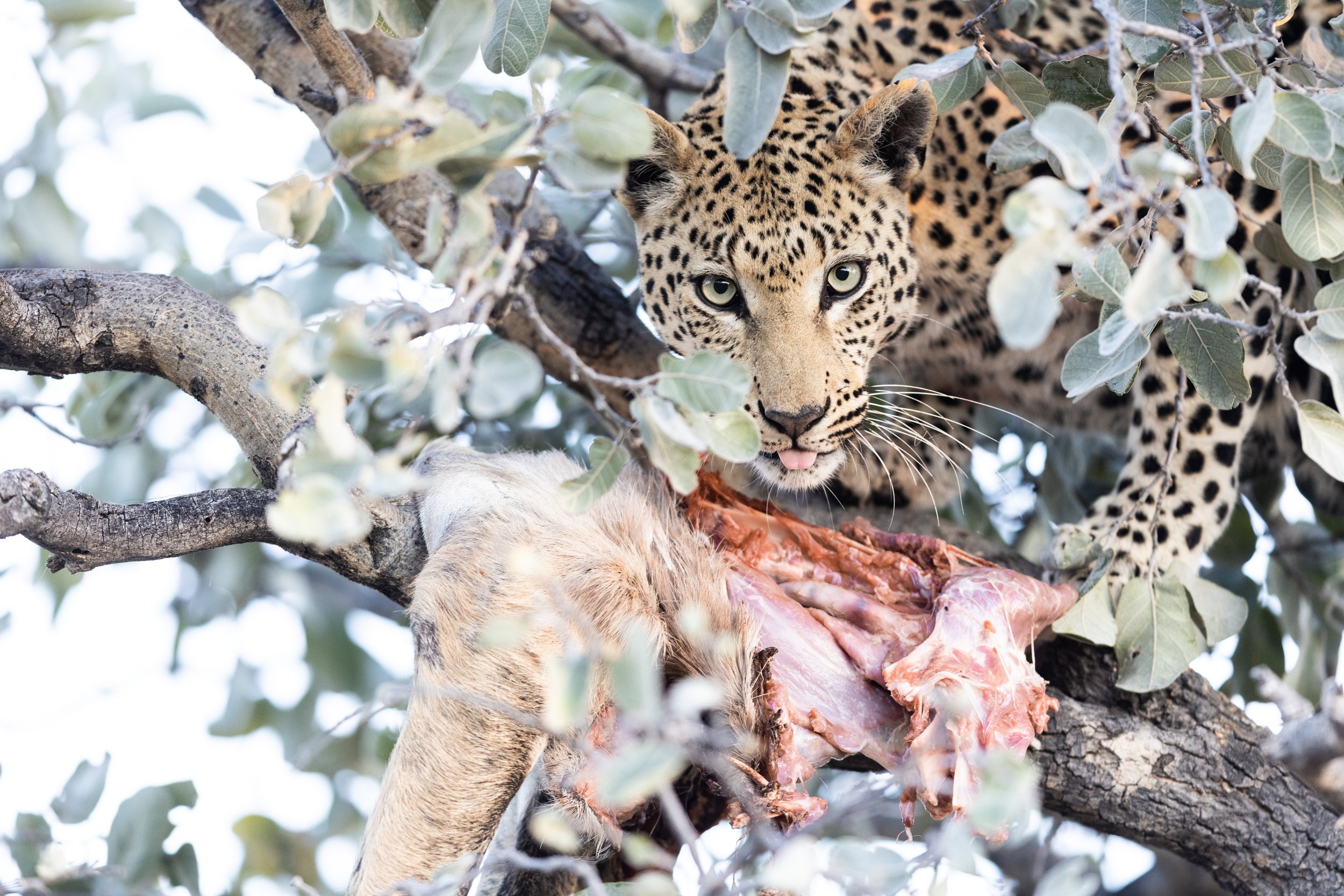 Okonjima A Captivating Photographic Destination for Wildlife Enthusiasts