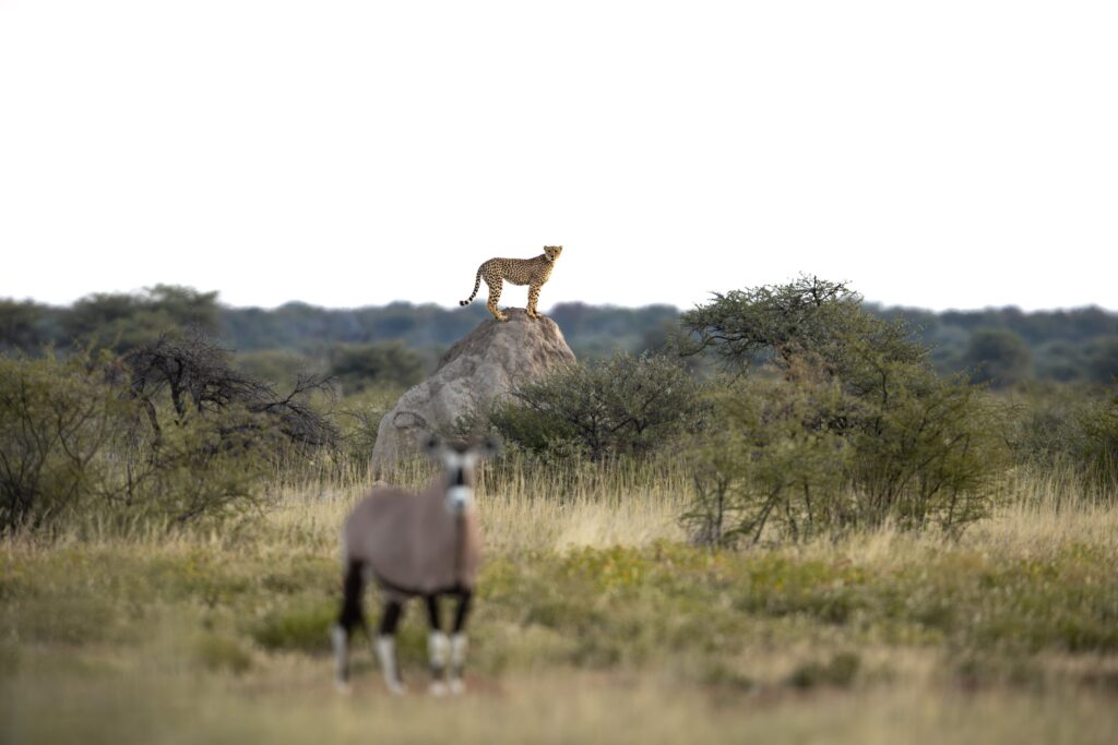 Wildlife in Namibia
