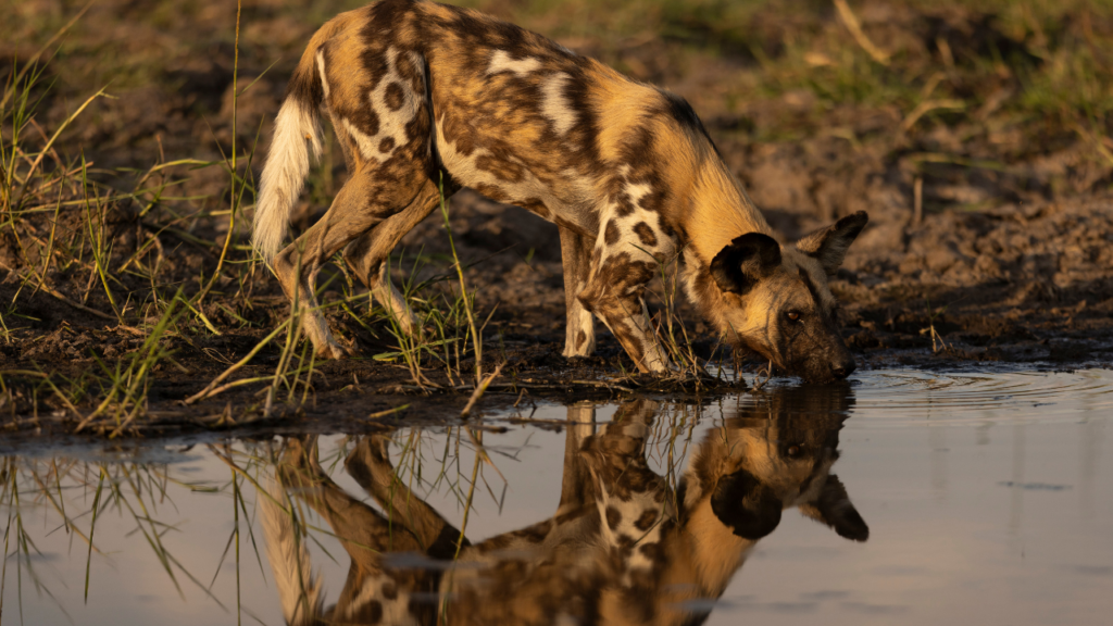 Wilddog in Botswana