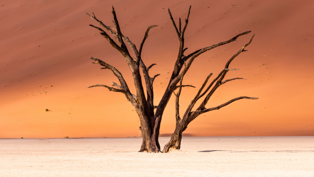 Skeleton Coast Namibia