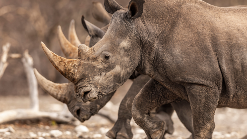 Rhino in Namibia