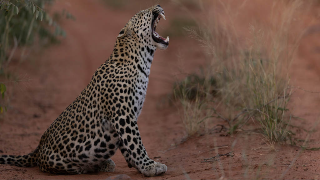 Leopard in Botswana