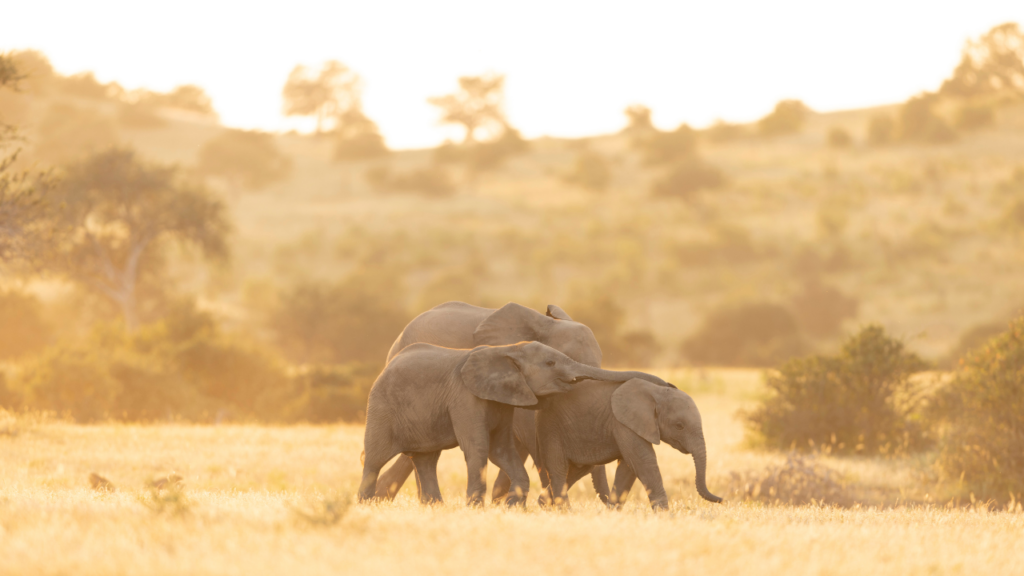 Elephants in Botswana