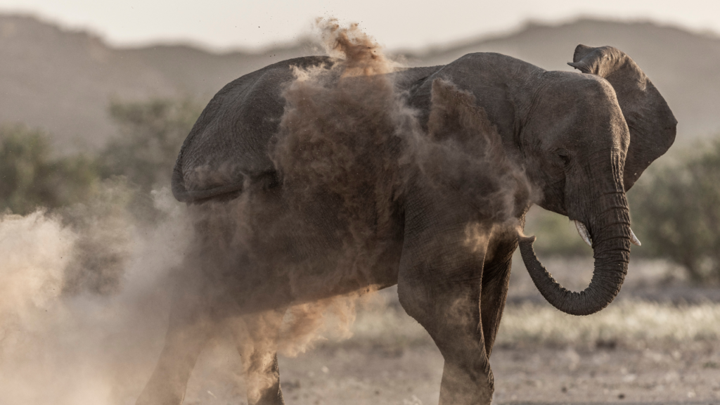 Elephants in Botswana