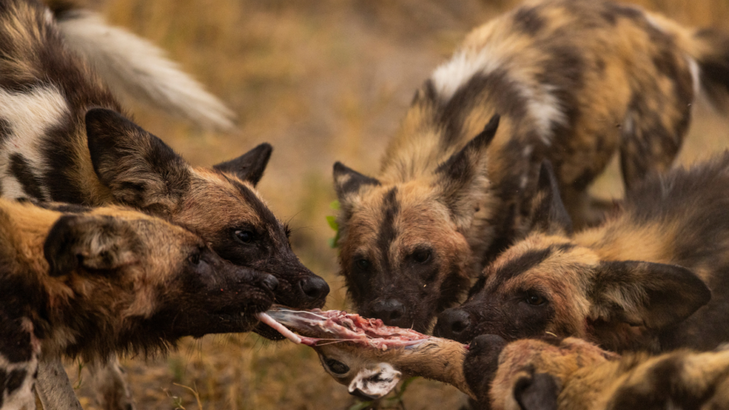 Wild dogs in Botswana