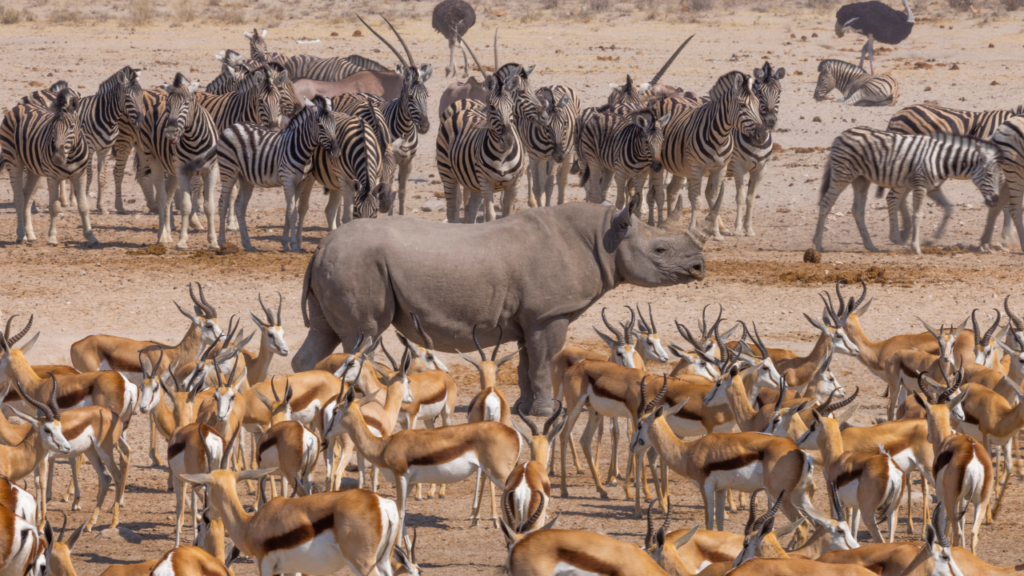 Wildlife