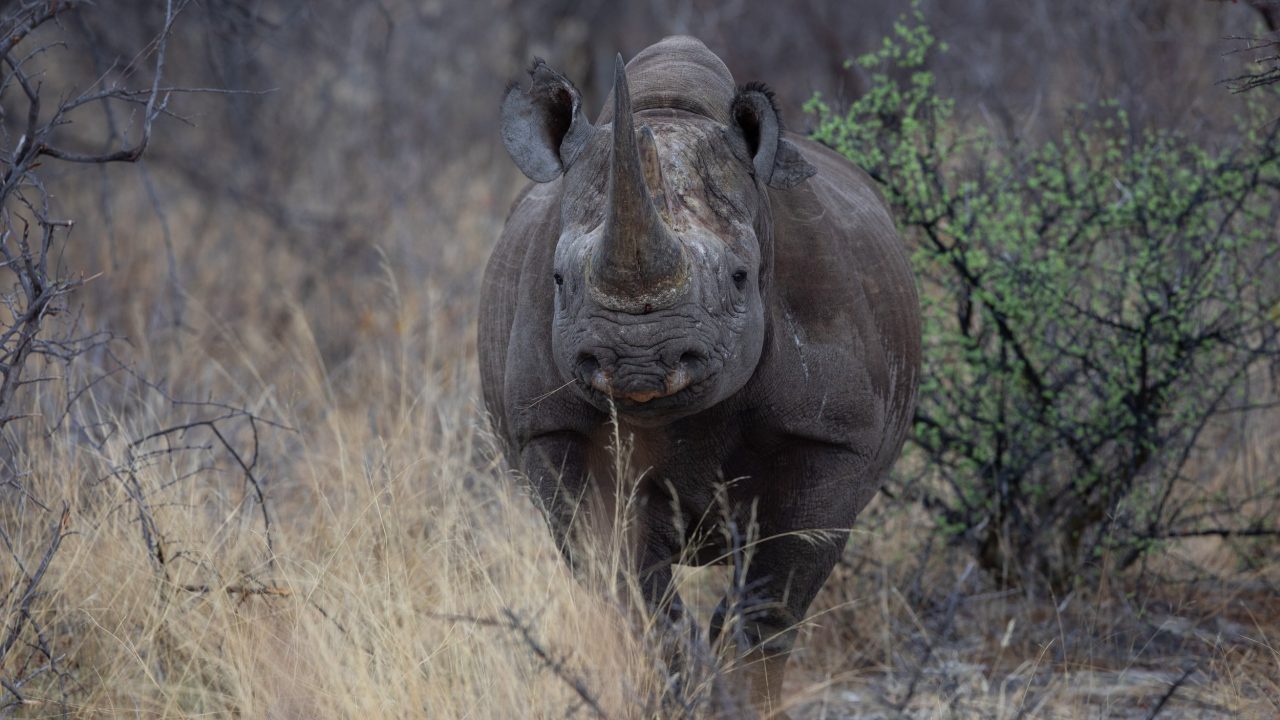 A guide to Ethical Wildlife Photography and Protection of Species