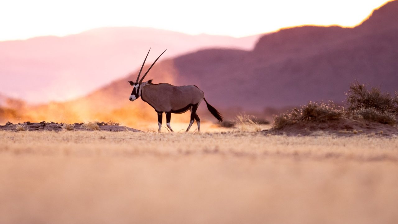 Gemsbuck in Namibia