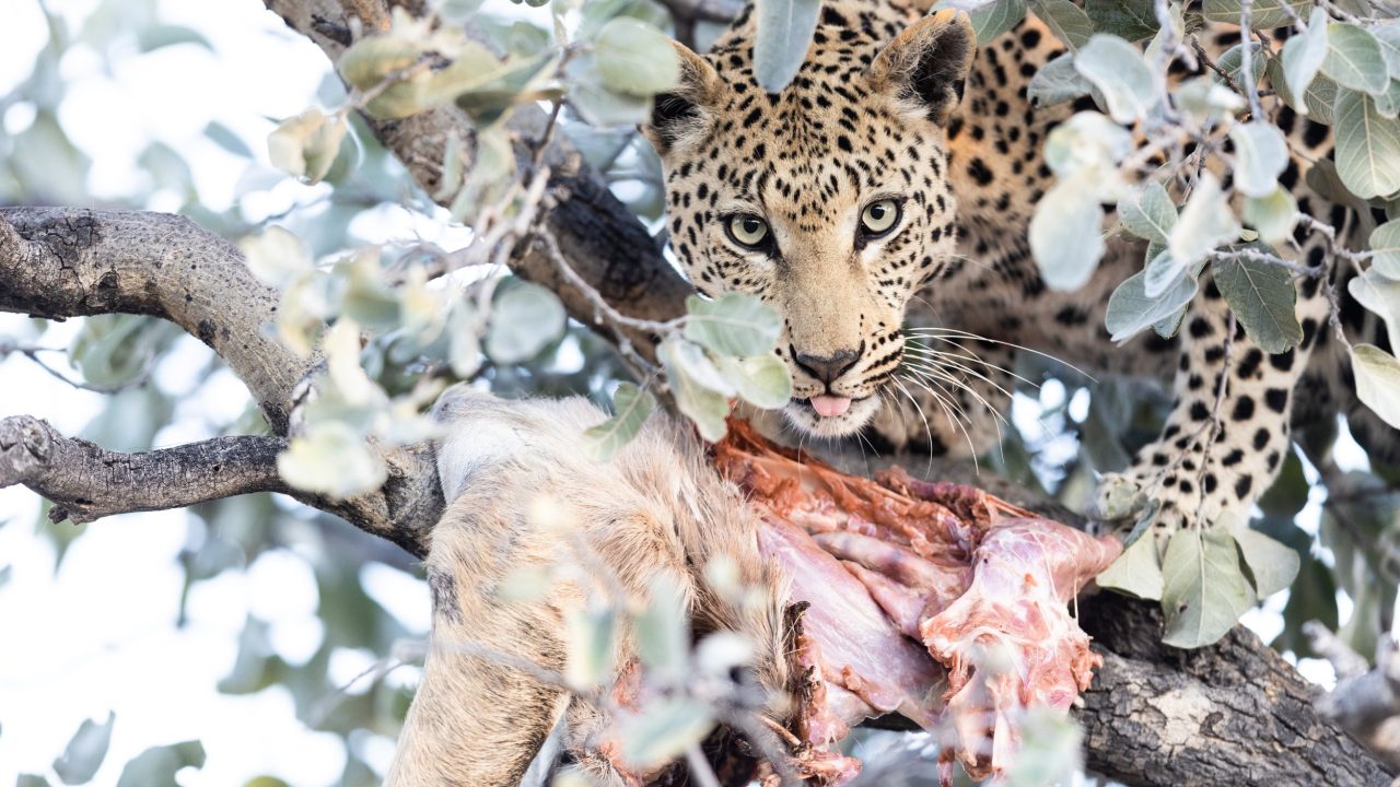 Okonjima A Captivating Photographic Destination for Wildlife Enthusiasts