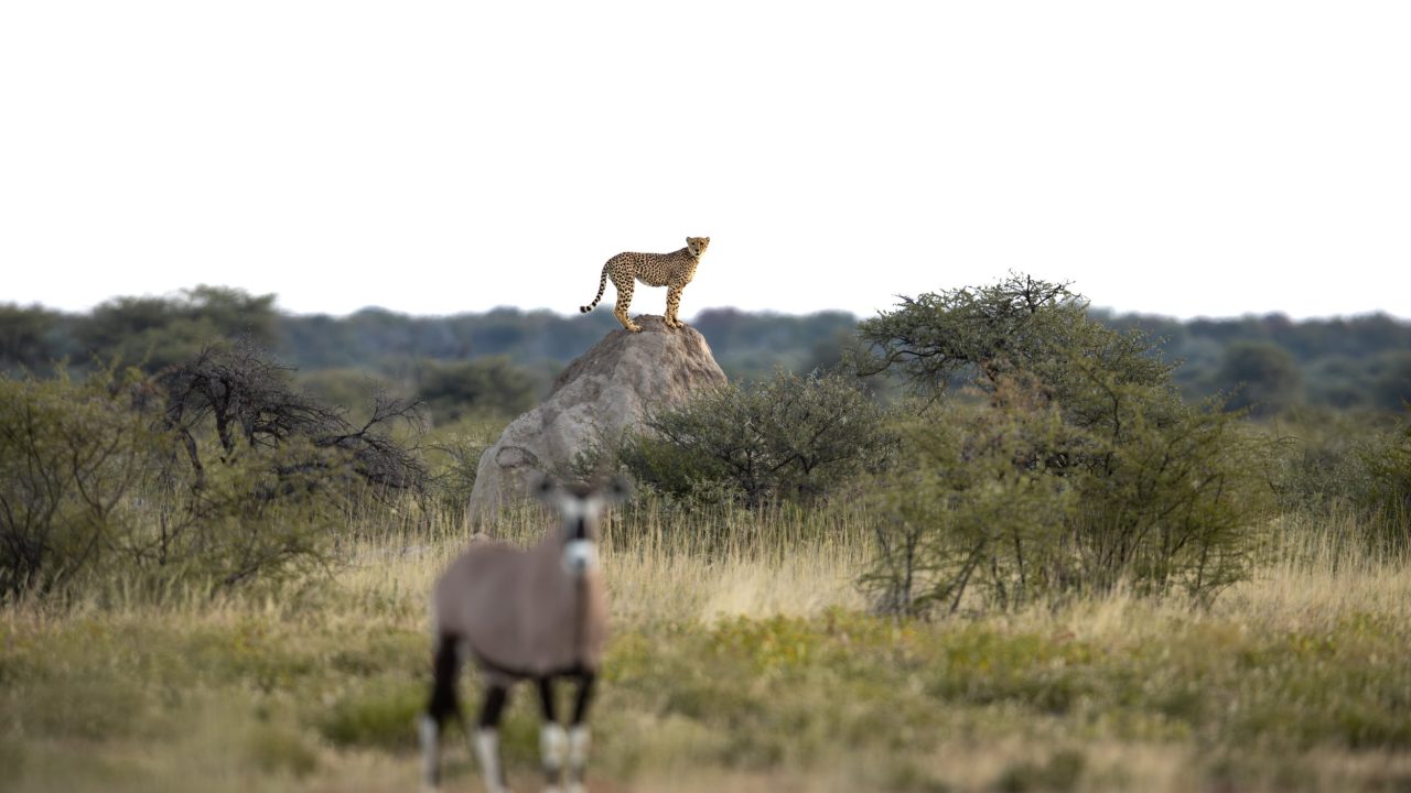 Wildlife in Namibia